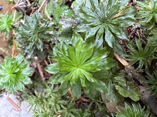 Rhodobryum giganteum