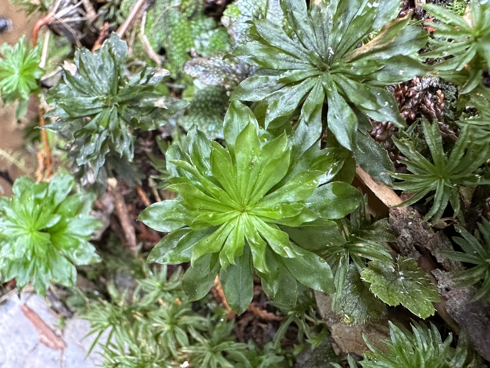 Rhodobryum giganteum