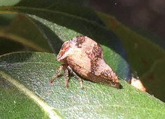 Telamonanthe