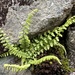 Long-tail Spleenwort - Photo (c) Briana Hatefi, some rights reserved (CC BY-NC), uploaded by Briana Hatefi