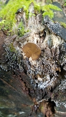 Physarum globuliferum