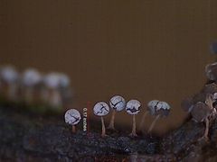 Physarum globuliferum