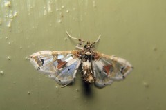 Leucinodes orbonalis