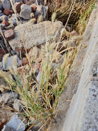 Indian sandbur
