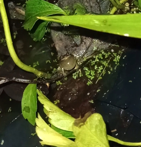 Spring Peeper photographed in Connecticut