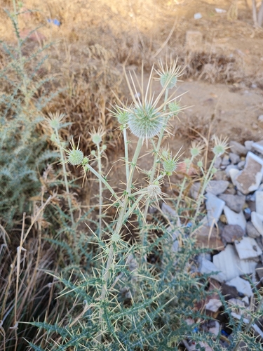 Indian Globe Thistle