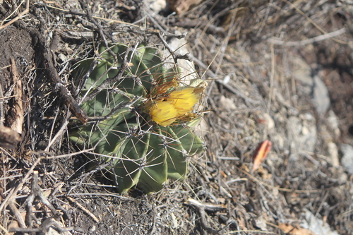 Image of Ferocactus echidne by (c) José Belem Hernández Díaz, some rights reserved (CC BY)