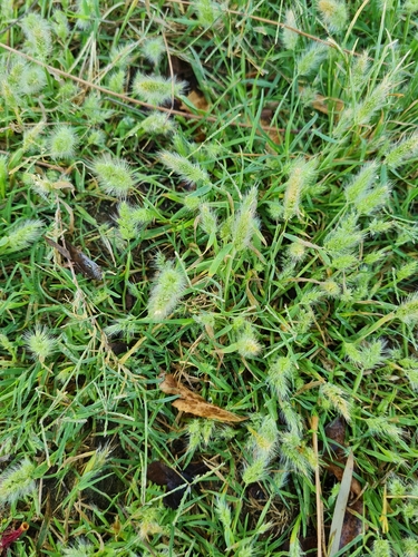 rabbitfoot grass