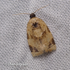 Neocalyptis liratana