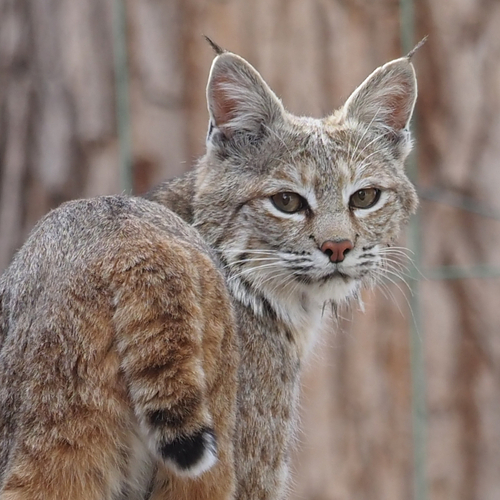 Bobcat photographed in Colorado
