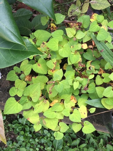 Houttuynia cordata