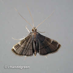 Cangetta hartoghialis