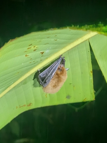 Spix's Disk-winged Bat