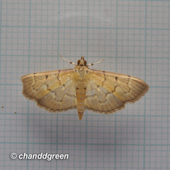 Herpetogramma rudis