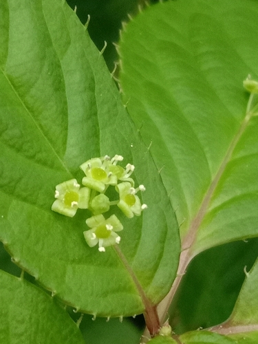 Helwingia japonica iNat (2)