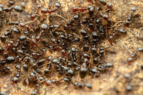 Southern Fire Ant photo 5