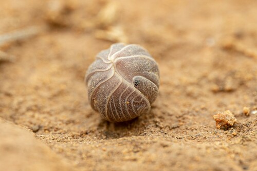 Arizona Pill-Bug photo 2