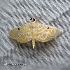 Notarcha aurolinealis