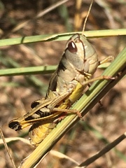 Boopedon flaviventris