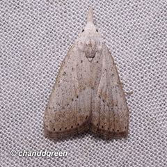 Meganola brunellus