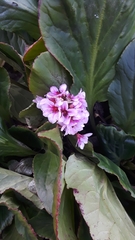 Bergenia crassifolia