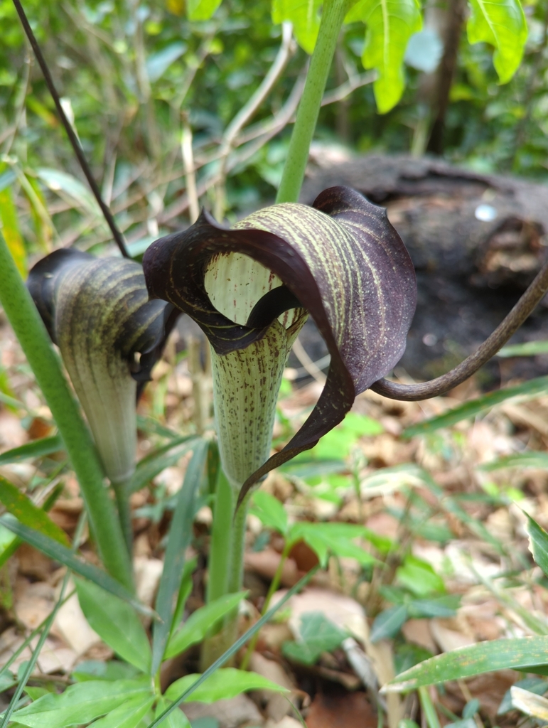 Arisaema thunbergii