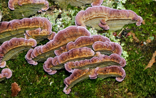 Violet-toothed Polypore