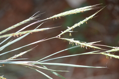 Andropogon gayanus
