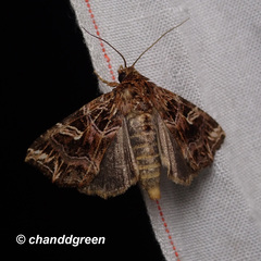 Callopistria exotica