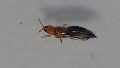 Hawaiian Flower Thrips