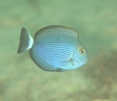 Blue-Lined Surgeonfish photo 3