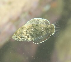 Bluespotted Wrasse photo 4
