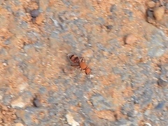 Dasymutilla scaevola