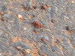 Dasymutilla scaevola