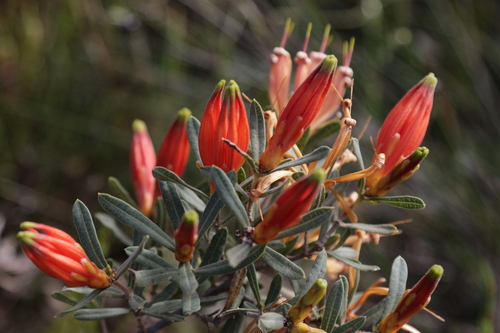 Image of Lambertia multiflora by no rights reserved