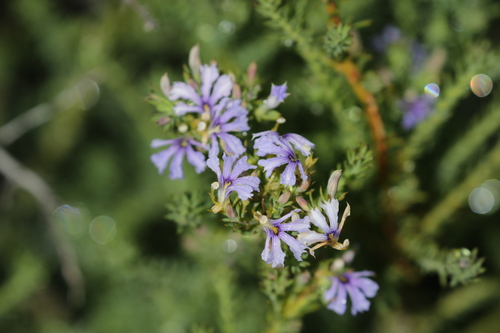 Image of Leschenaultia floribunda by no rights reserved