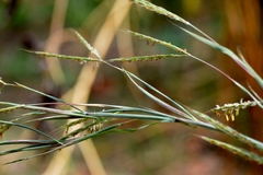 Andropogon gayanus