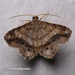 Chiasmia monticolaria