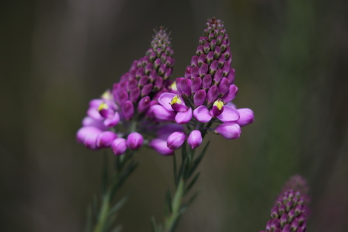 Comesperma acerosum (Comesperma acerosum)