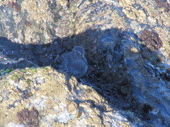 Calidris ptilocnemis