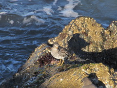 Calidris ptilocnemis