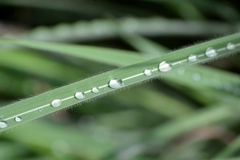 Andropogon gayanus