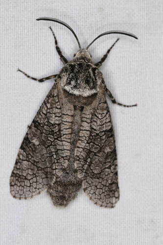 Little Carpenterworm Moth photo 4