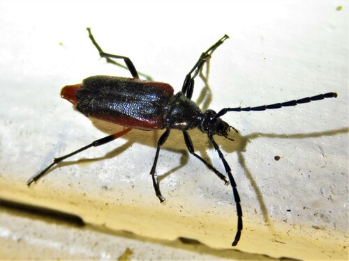 Pseudostrangalia cruentata