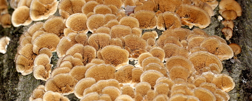 Violet-toothed Polypore