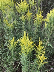 Solidago radula