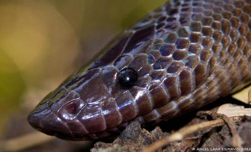 Mexican Burrowing Python