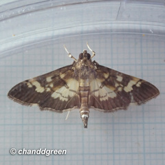 Uresiphita quinquigera