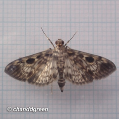 Rhimphaliodes macrostigma