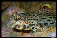 Ornate Goby photo 2